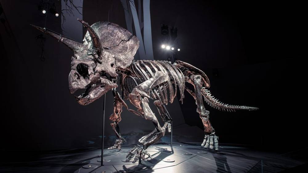 Bộ xương khủng long Triceratops - Đưa bạn trở về thế giới cổ đại một cách chân thực và huyền bí I Melbourne Museum