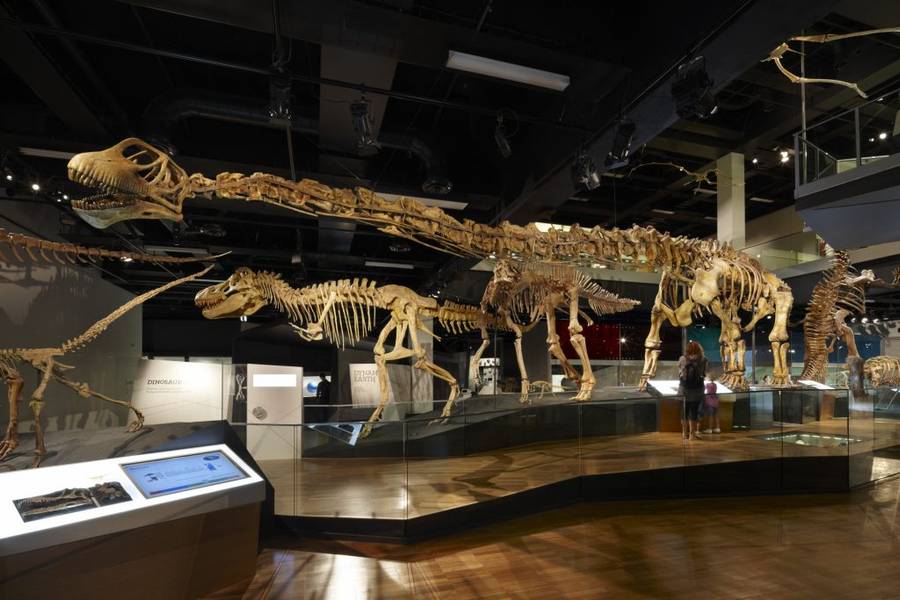 Hai chú khủng long Tarbosaurus và Mamenchisaurus tại triển lãm của Melbourne Museum