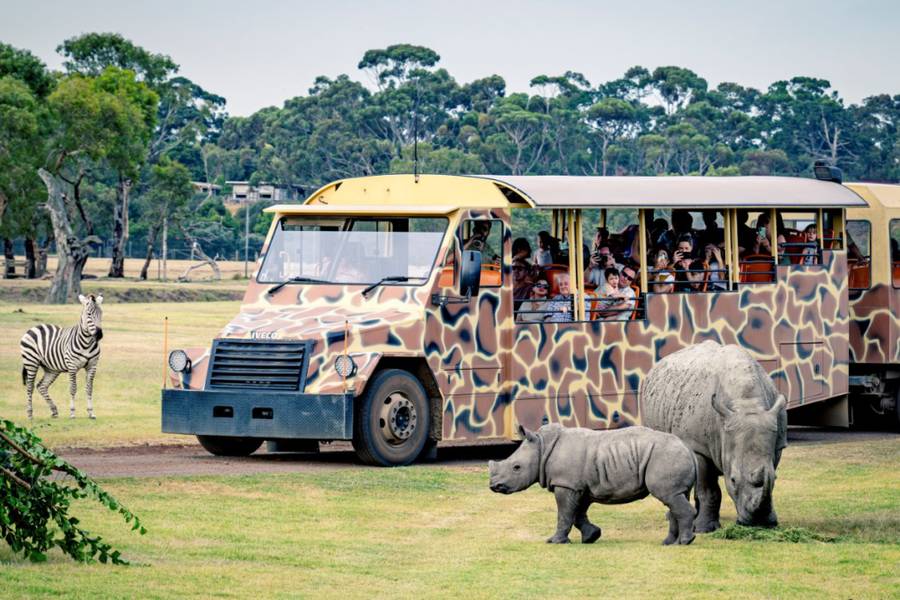Khám phá thế giới hoang dã tại Melbourne Zoo | Địa điểm du lịch Melbourne 