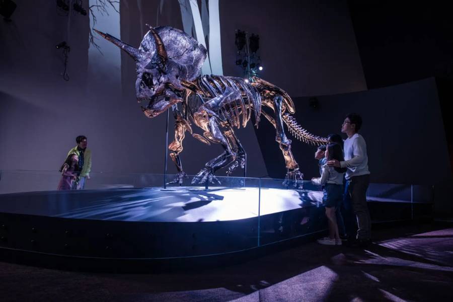 Tận mắt chiêm ngưỡng khủng long thời tiền sử tại Melbourne Museum | Địa điểm du lịch Melbourne