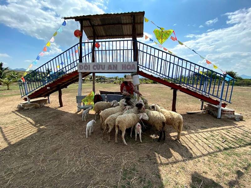 Đồng Cừu An Hòa là địa điểm du lịch Phan Rang mới nổi được nhiều du khách yêu thích khi đến Ninh Thuận