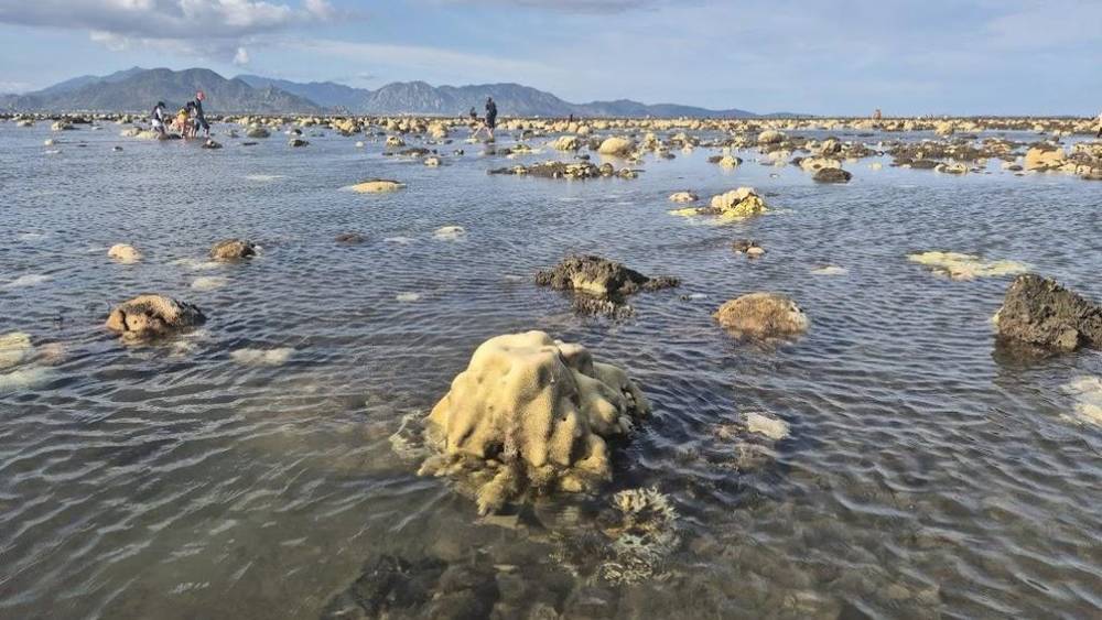 Bãi San Hô làng Hải Chữ là địa điểm du lịch Phan Rang có thể ngắm san hô lộ thiên bằng cách đi bộ ngay trên mặt biển