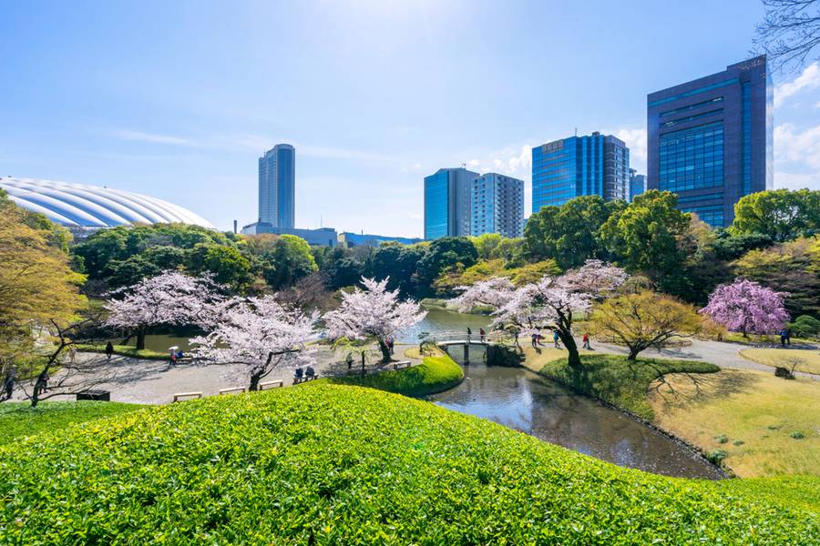 Hoa anh đào đua nở vào mùa xuân tại Koishikawa Korakuen | Tokyo Dome