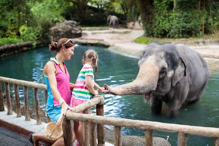 Singapore Zoo – Khu bảo tồn thiên nhiên động vật hoang dã | cảnh đẹp Singapore