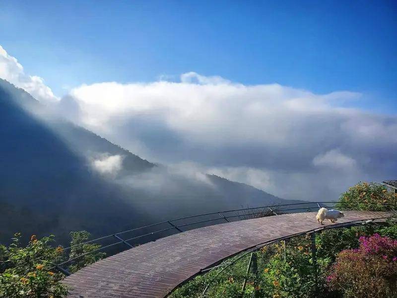 Cầu Mây Tam Đảo là điểm đến hấp dẫn cho những ai yêu thích chụp ảnh và khám phá