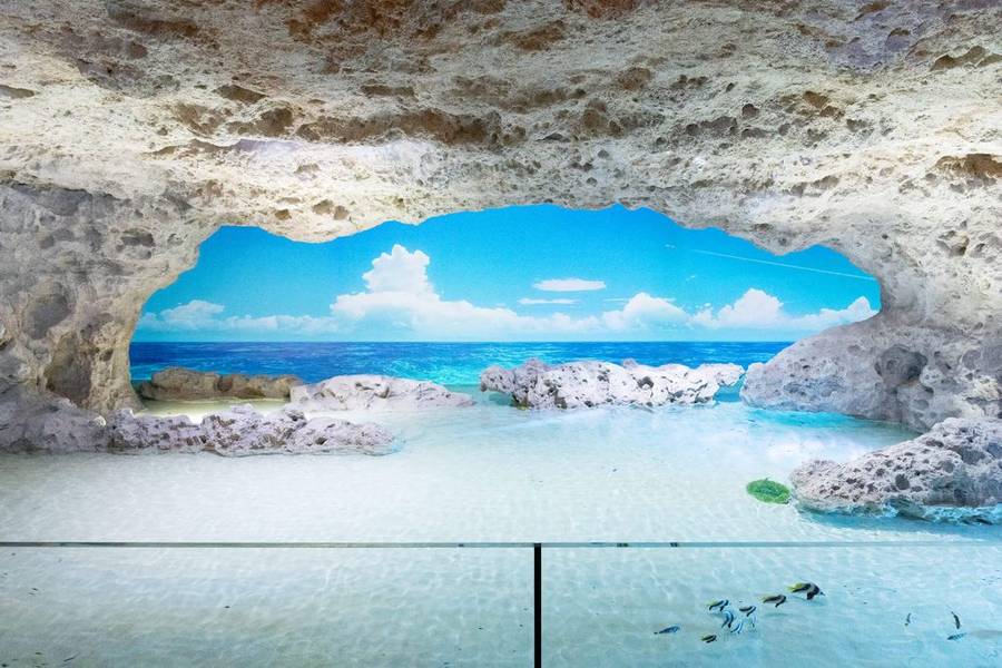 DMM Kariyushi Aquarium okinawa