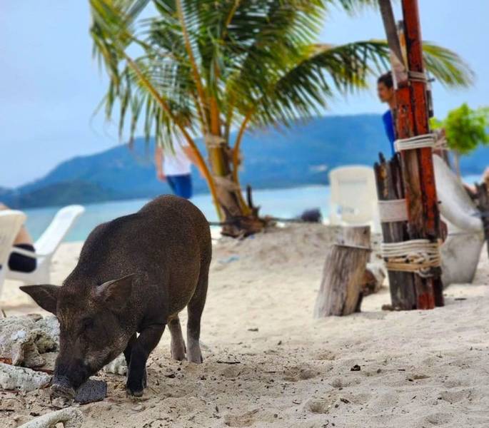 เกาะมัดสุม หรือ เกาะหมู ที่เที่ยวสุราษฎร์ธานี