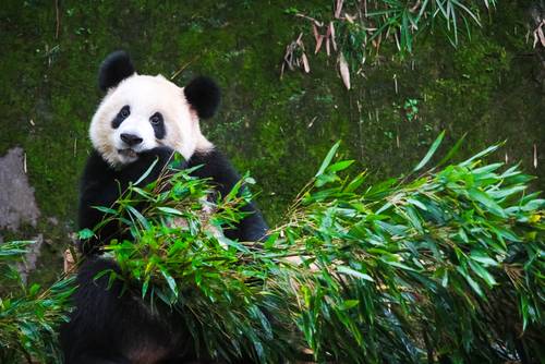 สวนสัตว์ฉงชิ่ง (Chongqing Zoo)