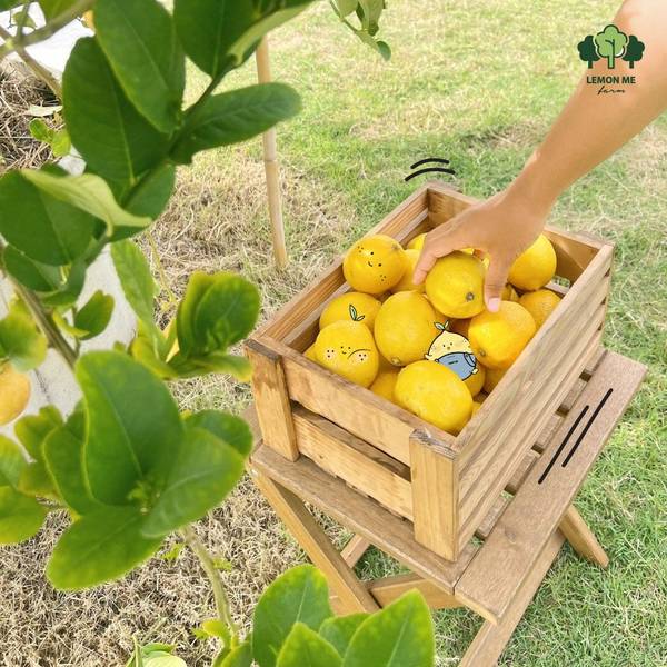 Lemon Me Farm & Cafe