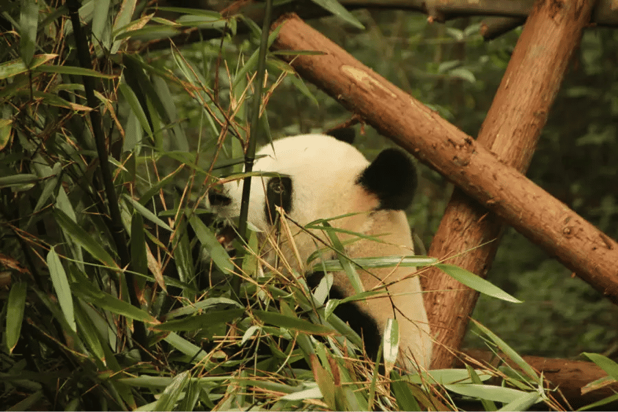 เฉิงตู (Chengdu)