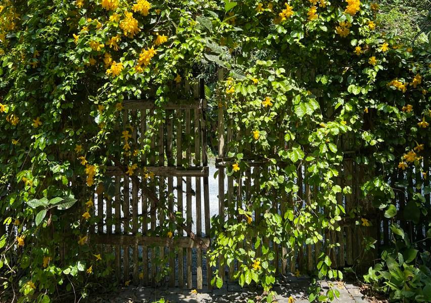 Little Tree Garden