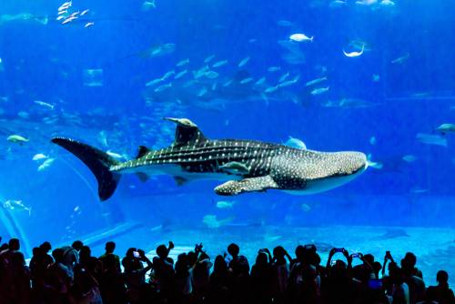 อควาเรียมชูราอูมิ (Churaumi Aquarium)