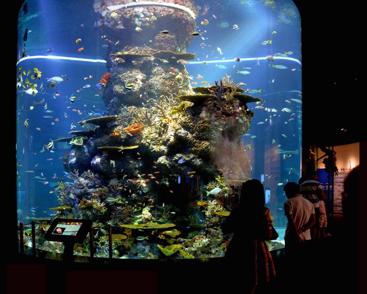 singapore-oceanarium-ngoi-nha-10.000-sinh-vat-bien