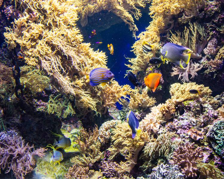 sinh-vat-bien-singapore-oceanarium