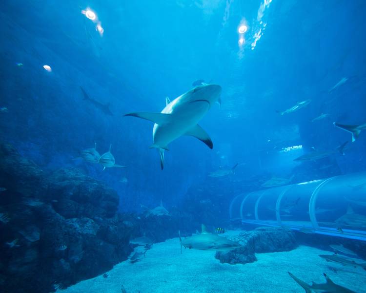 ca-map-singapore-oceanarium
