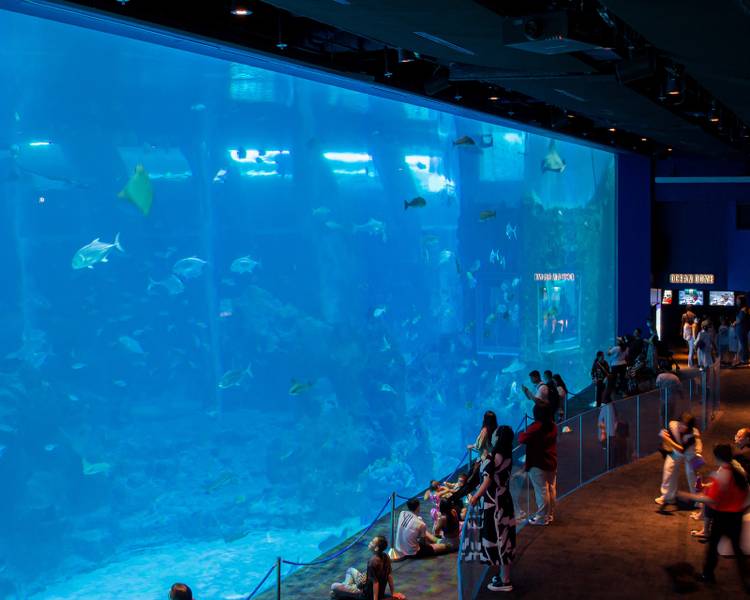 open-ocean-habit