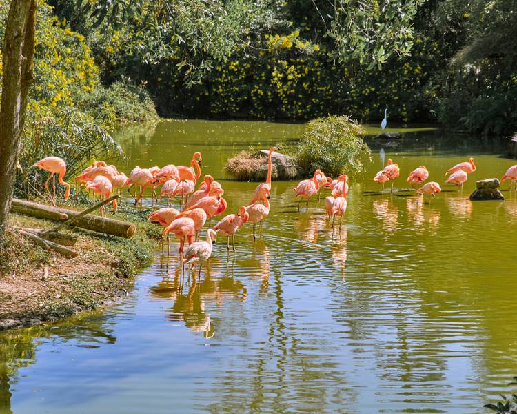 vinpearl-safari-phu-quoc