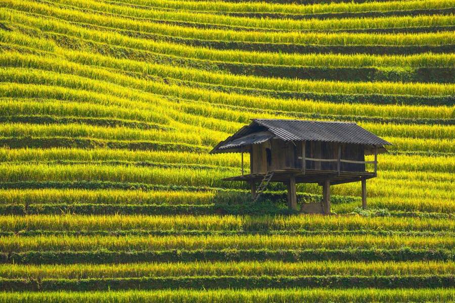 Ruộng bậc thang Sa Pa xếp tầng lớp tựa những nấc thang xanh vươn lên trời cao