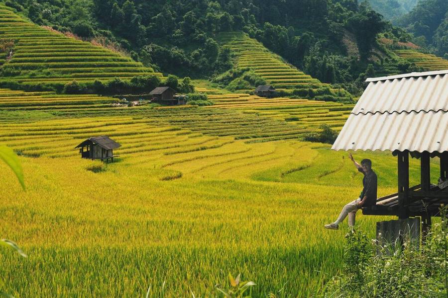 Ruộng bậc thang Sa Pa vào mùa lúa vàng rực rỡ