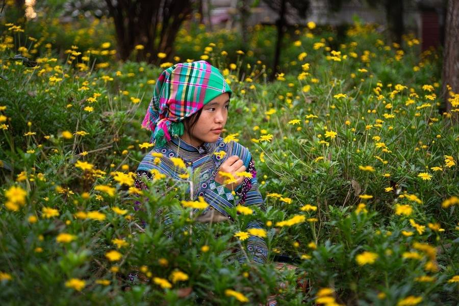 Thung lũng hoa Bắc Hà nổi bật với những thảm hoa rực rỡ sắc màu