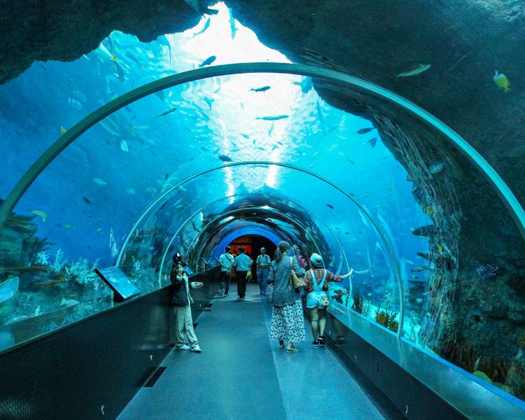 Singapore Oceanarium đưa du khách vào thế giới đại dương huyền ảo, vừa giải trí vừa khám phá kiến thức về sinh vật biển.