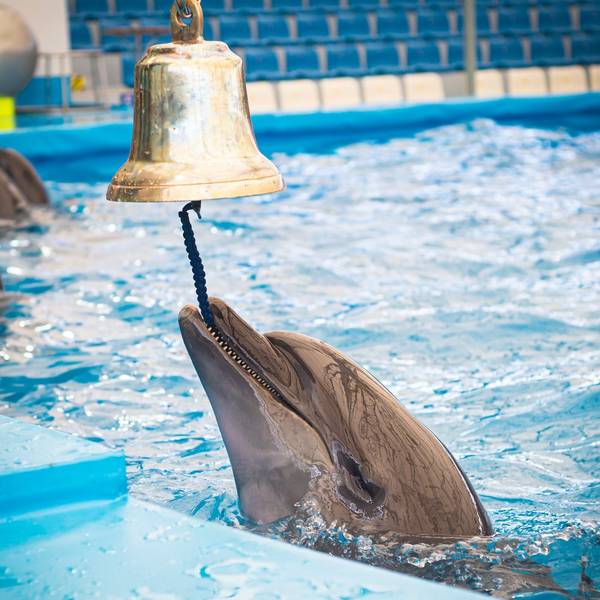 Pattaya Dolphinearium