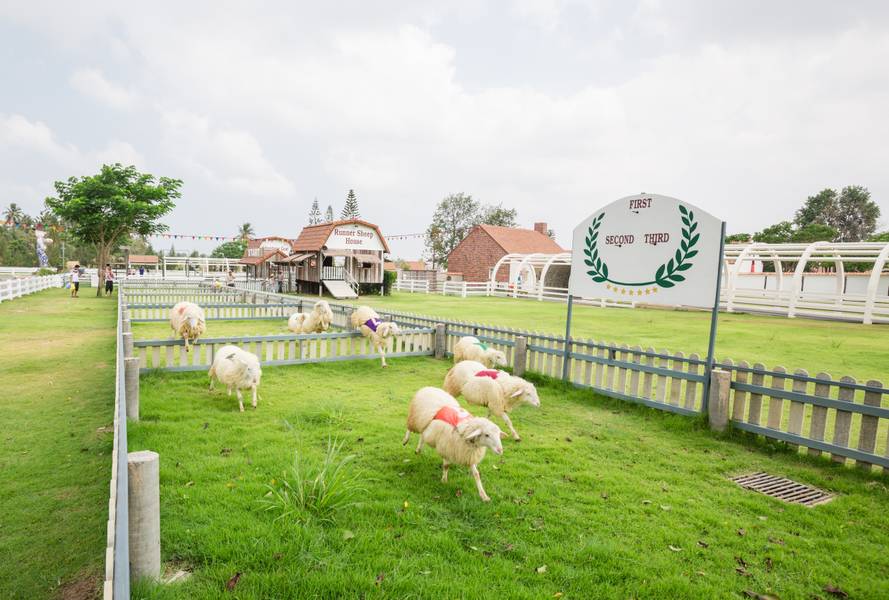 Swiss Sheep Pattaya