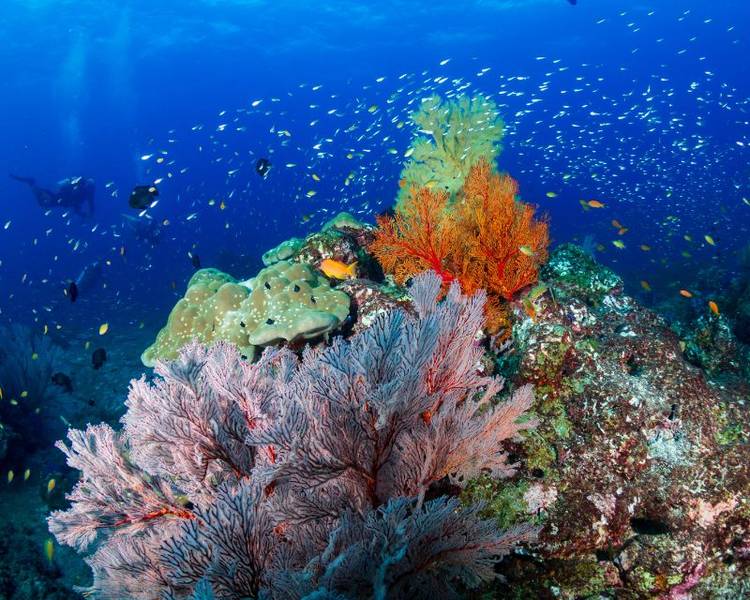 Tham gia trải nghiệm lặn biển ngắm san hô tại Pantai Merah ở Indo