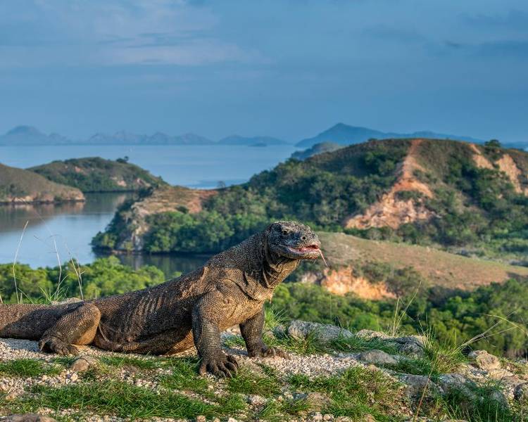 Đến đảo Komodo để được tận mắt quan sát rồng Komodo trong môi trường hoang dã.