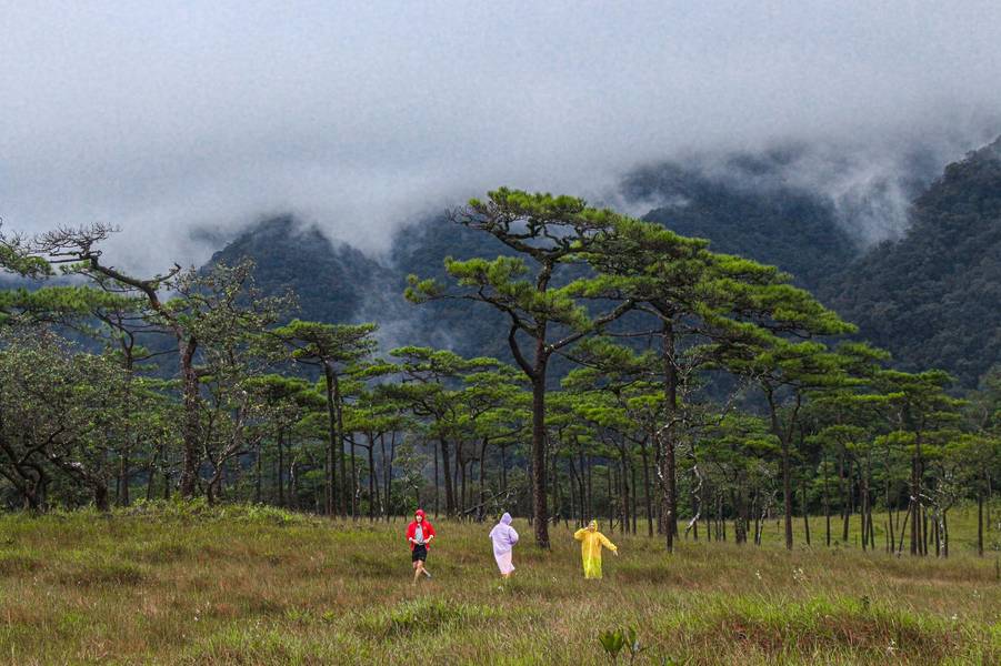 Phu soi Dao