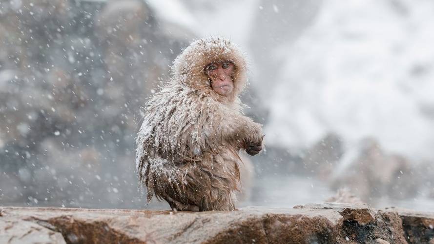 A snow monkey in Nagano, Japan