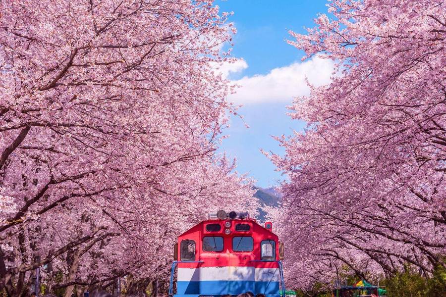 Hoa anh đào nở rộ khắp con phố Hannam ở Seoul vào mùa xuân. 