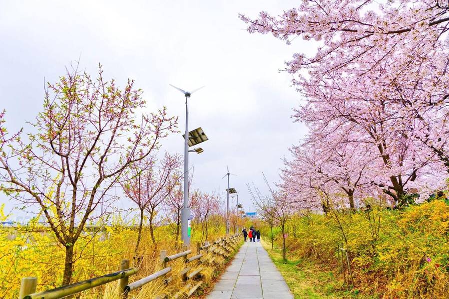 Các tuyến đường dọc bờ sông ở Yeouido rực rỡ sắc anh đào vào mùa xuân.