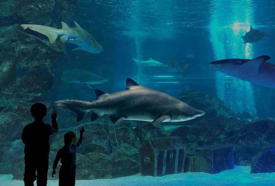 Du khách như đang lạc vào một đại dương thu nhỏ tại SEA LIFE COEX. 