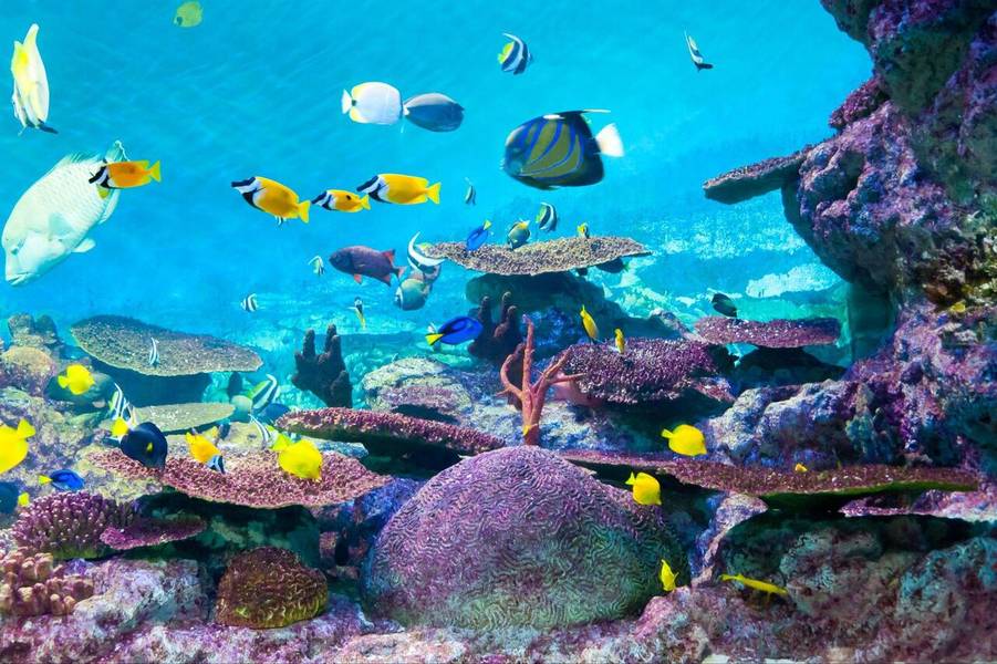 Thuỷ cung COEX Aquarium là địa điểm tham quan đáng trải nghiệm trong chuyến du lịch Hàn Quốc. 