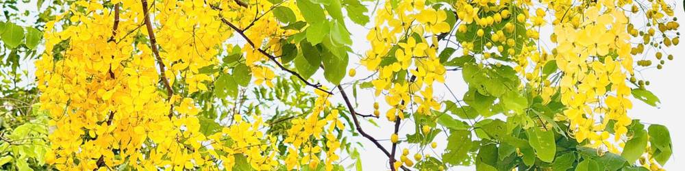 Hoa Muồng Hoàng Yến Hà Nội