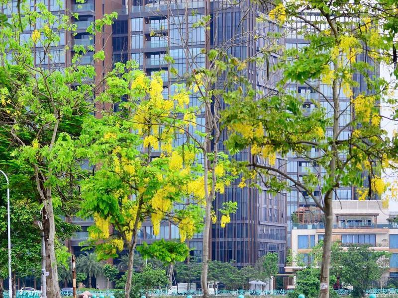 Hoa Muồng Hoàng Yến Hà Nội
