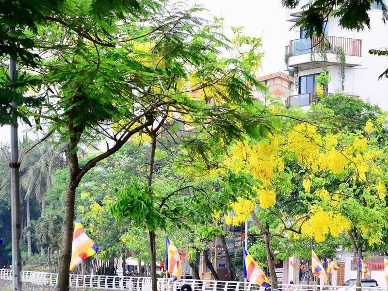 Hoa Muồng Hoàng Yến Hà Nội quanh Hồ Tây