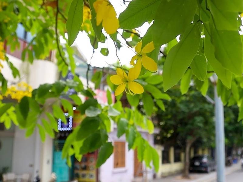 Hoa Muồng Hoàng Yến Hà Nội nở các tuyến phố