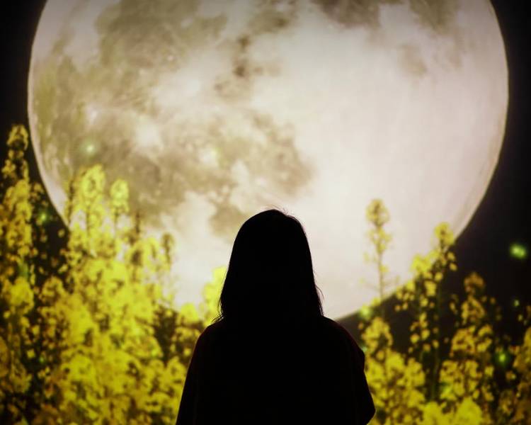 Arte Museum Jeju tái hiện lại những thời khắc thiên nhiên có vẻ đẹp động lòng người nhất.