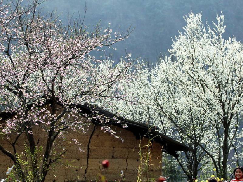 Hoa Mận Sapa tại bản