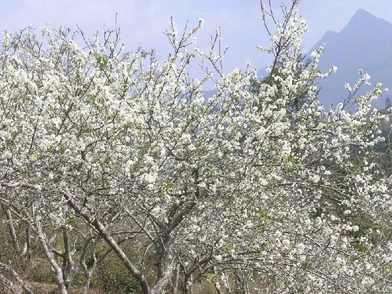 Hoa Mận Sapa trên cao