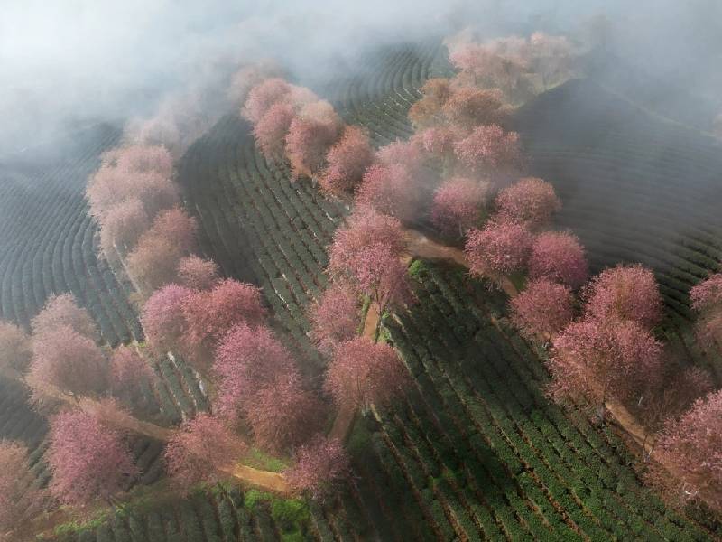 Hoa Mai Anh Đào Sapa