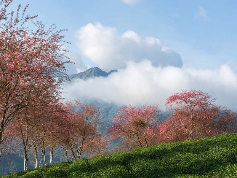 Hoa Mai Anh Đào Sapa đồi chè