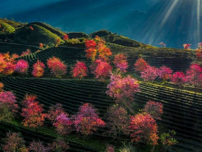 ngắm Hoa Mai Anh Đào Sapa