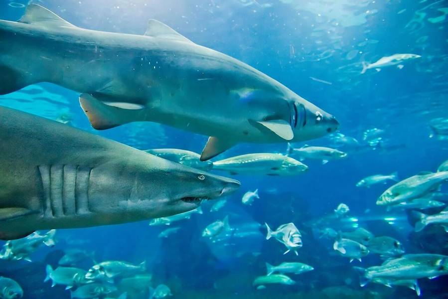 Khu vực Blue Pavilion ở Aquarium of Cattolica với cá mập bò và chim cánh cụt. 