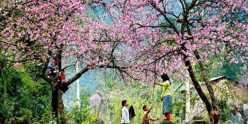 Hoa Đào Sapa tại bản làng