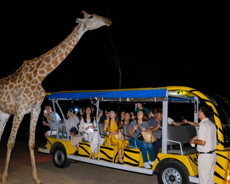 Night Safari Phú Quốc chính là hành trình khám phá thế giới về đêm của nhiều loại động vật.