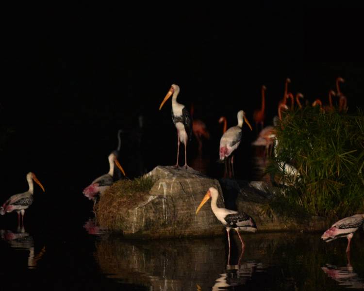Đàn hồng hạc nổi bật về đêm trong tour Night Safari Phú Quốc.
