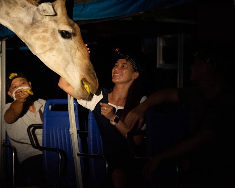 Du khách sẽ được cho động văn ăn tại tour Night Safari Phú Quốc.